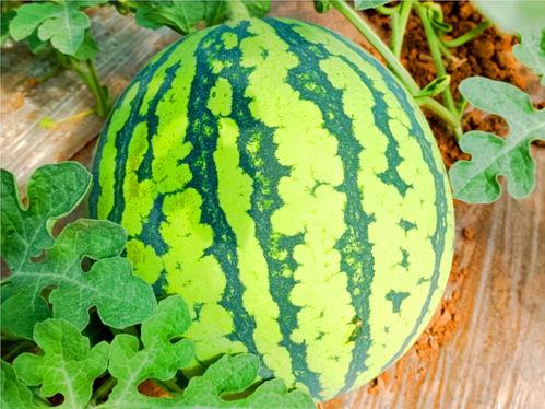 海奇堡吃瓜网,揭秘娱乐圈最新热点，带你畅游八卦海洋